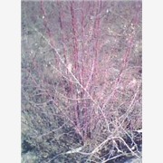 红刺梅|紫叶矮樱|万象绿化|金叶