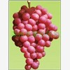 红宝石葡萄苗,葡萄苗,优质葡萄,
