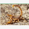独家推出富民6号金头蜈蚣养殖新技术,供应澳洲巨蝎种苗