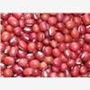 大量供应红小豆（珍珠红）种子