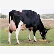 荷斯坦奶牛价格荷斯坦育成牛价格图1