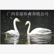 广东白天鹅价格，广州白天鹅价格