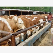 安徽哪有肉牛养殖场|肉牛价格|黄牛价格|养牛效益图1