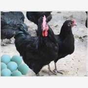 安徽绿壳蛋鸡种苗，合肥绿壳蛋鸡种苗图1