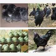 上海绿壳蛋鸡种苗，河南绿壳蛋鸡种苗