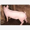 保定生猪养殖 杜洛克价格图1