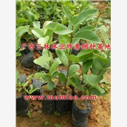 广西油茶苗，广东油茶种植，求购油图1