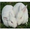 供应野兔种兔山东种兔养殖技术培训