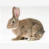 求购肉兔种兔,比利时兔种兔，新西图1